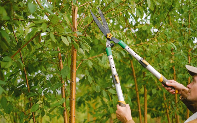 Tree trimming in Mulberry, FL